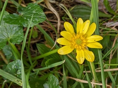 Ficaria verna