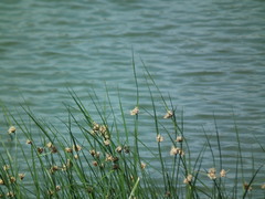 Bolboschoenus planiculmis