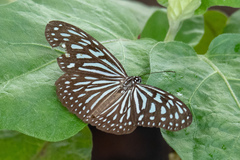 Ideopsis vulgaris macrina