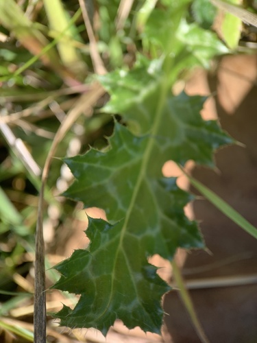Carduus pycnocephalus iNat (1)