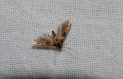 Stathmopoda luminata