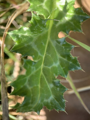 Italian thistle