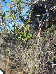 Croton sonorae