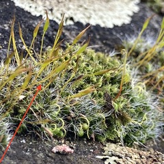 Grimmia pulvinata