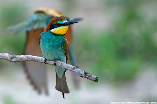 Foto de European Bee-eater