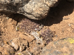 Copiapoa humilis