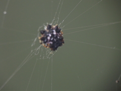 Thelacantha brevispina