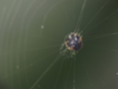 Thelacantha brevispina