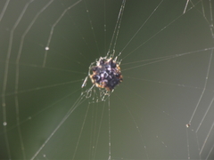 Thelacantha brevispina