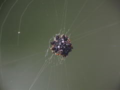 Thelacantha brevispina