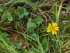 Ficaria verna