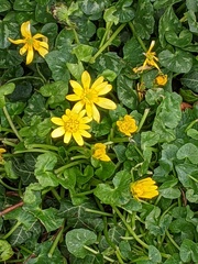 Ficaria verna