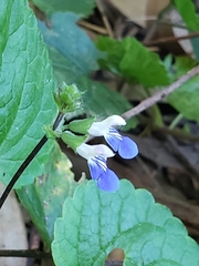 Salvia procurrens