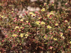 Eriogonum galioides