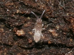 Entomobrya griseoolivata