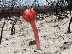 Haemanthus