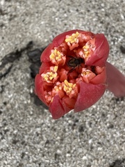 Haemanthus