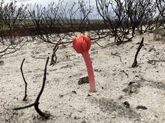 Haemanthus