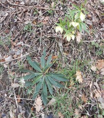 Helleborus viridis viridis