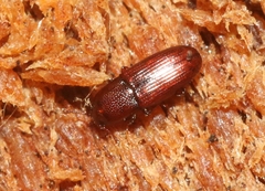 Cerylon californicum
