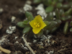Portulaca quadrifida