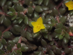 Portulaca quadrifida