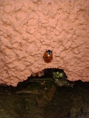 Coccinella septempunctata