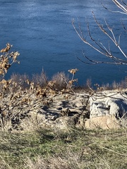 Marmota flaviventris