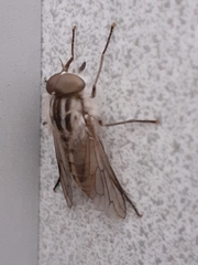 Ectenopsis