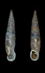Carinigera thessalonica crassilabra