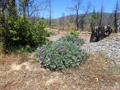 Lupinus sericatus