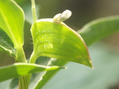 Commelina forskaolii