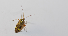 Rhabdomiris striatellus