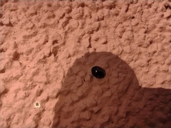 Exochomus quadripustulatus