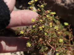 Eriogonum galioides