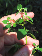 Euphorbia ocymoidea