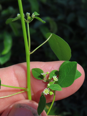 Euphorbia ocymoidea