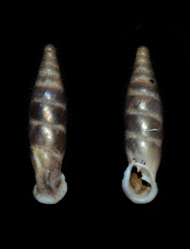 Carinigera lophauchena