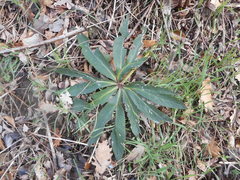 Helleborus viridis viridis