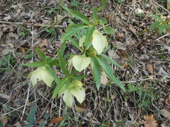 Helleborus viridis viridis