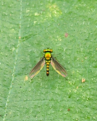 Sciapodinae