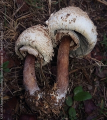 Chlorophyllum