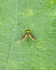 Sciapodinae