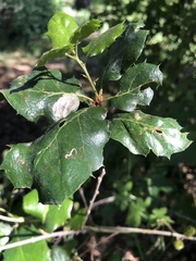 Aceria mackiei