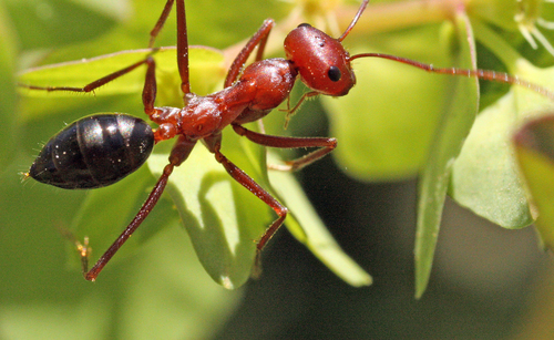 二色箭蚁Cataglyphis bicolor
