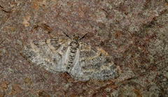 Lobophora halterata