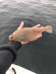 Citharichthys sordidus