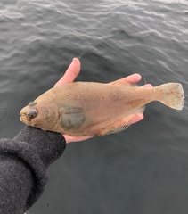 Citharichthys sordidus