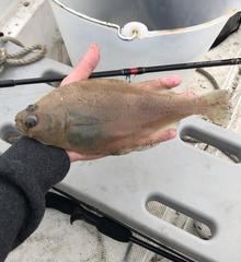 Citharichthys sordidus