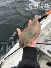 Citharichthys sordidus